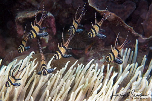 Banggai cardinal fish/Photographed with a 60 mm macro len... by Laurie Slawson 
